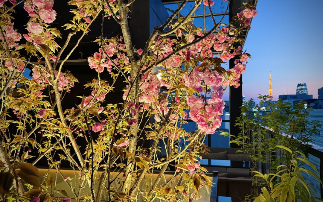 サクラマークス銀座612屋上の八重桜が満開を迎えます（サクラマークス銀座612公式X）